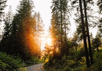 sunlight through trees