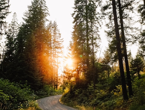 sunlight through trees