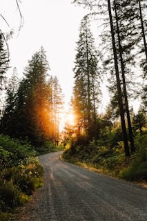 sunlight through trees