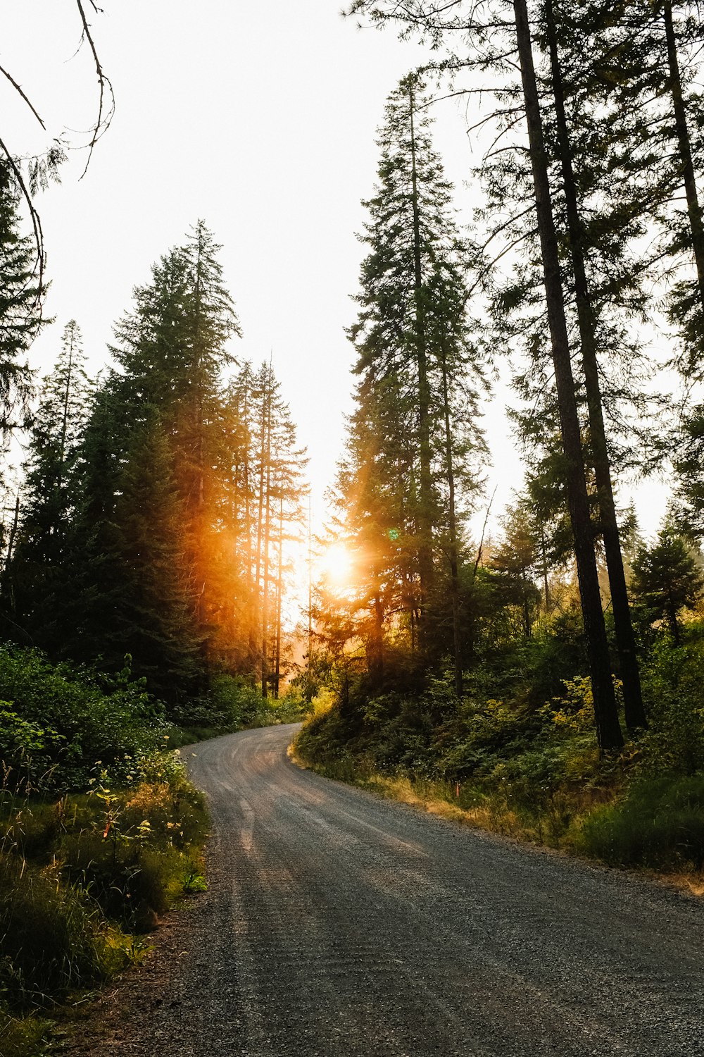 Luce solare attraverso gli alberi