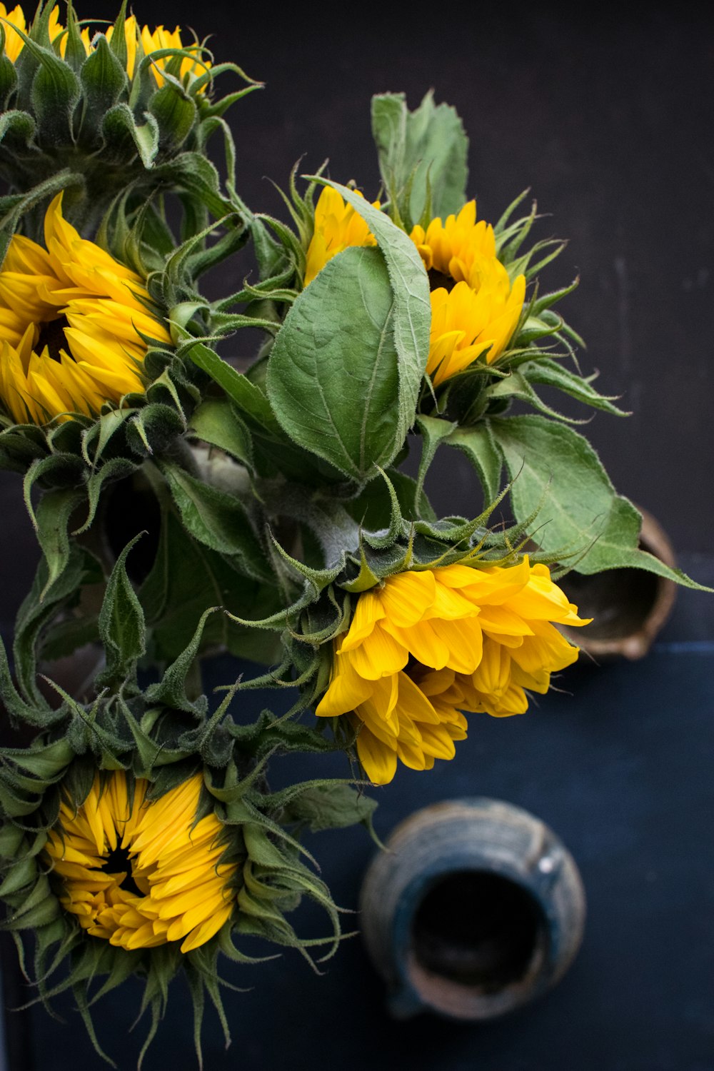 tournesol jaune