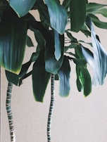 A calming wall with subtle green tones and tasteful decor enhancing the peaceful ambiance.