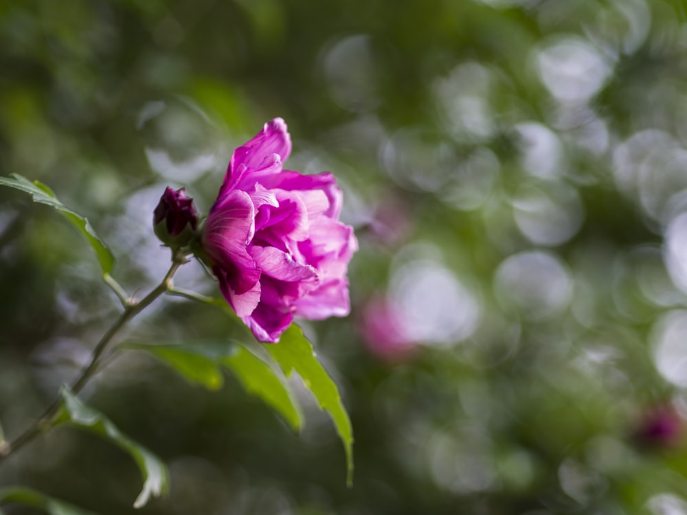 shallow shot of purple flower