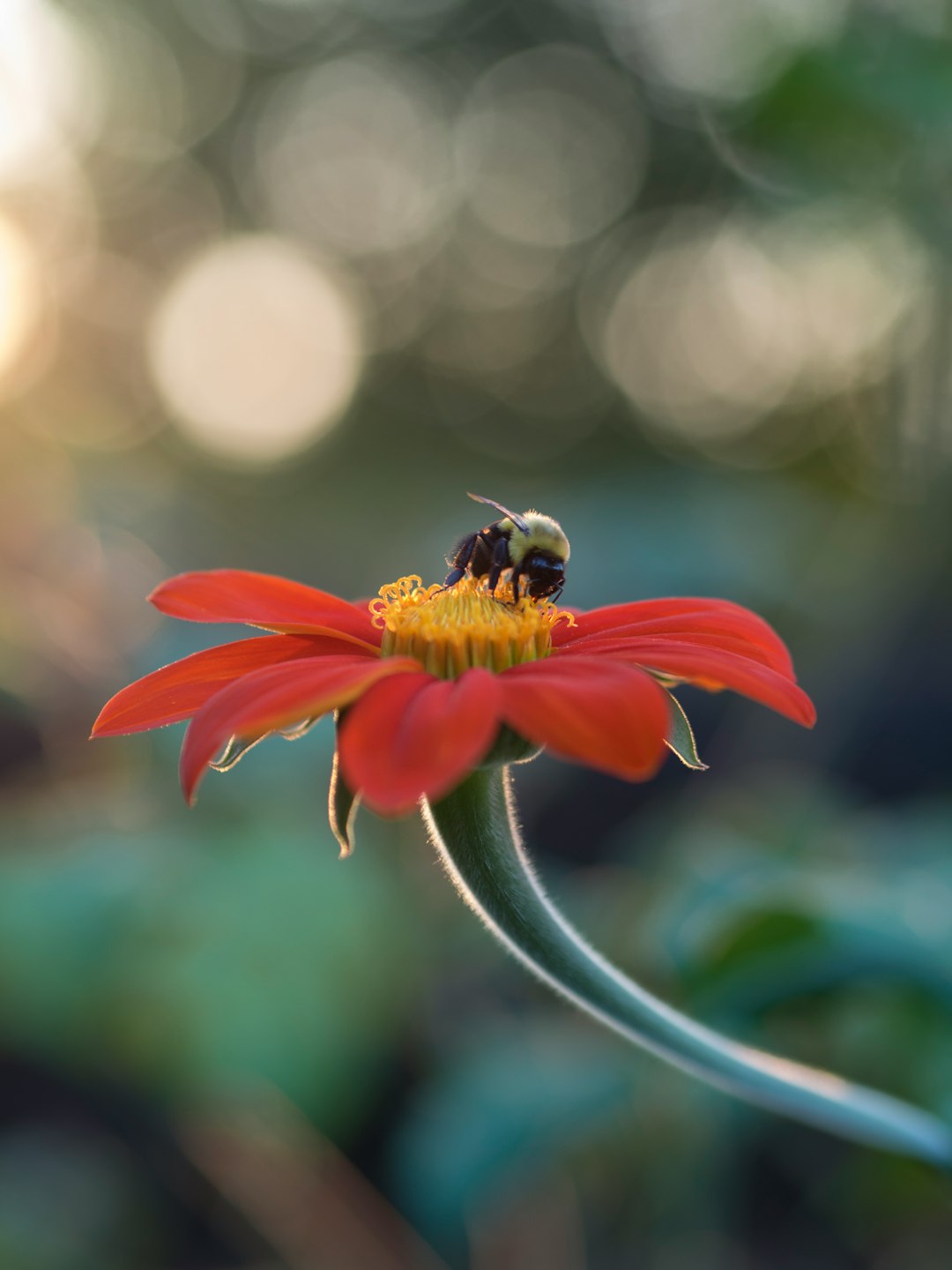 selective focus photography of bee on top of red petaled flower