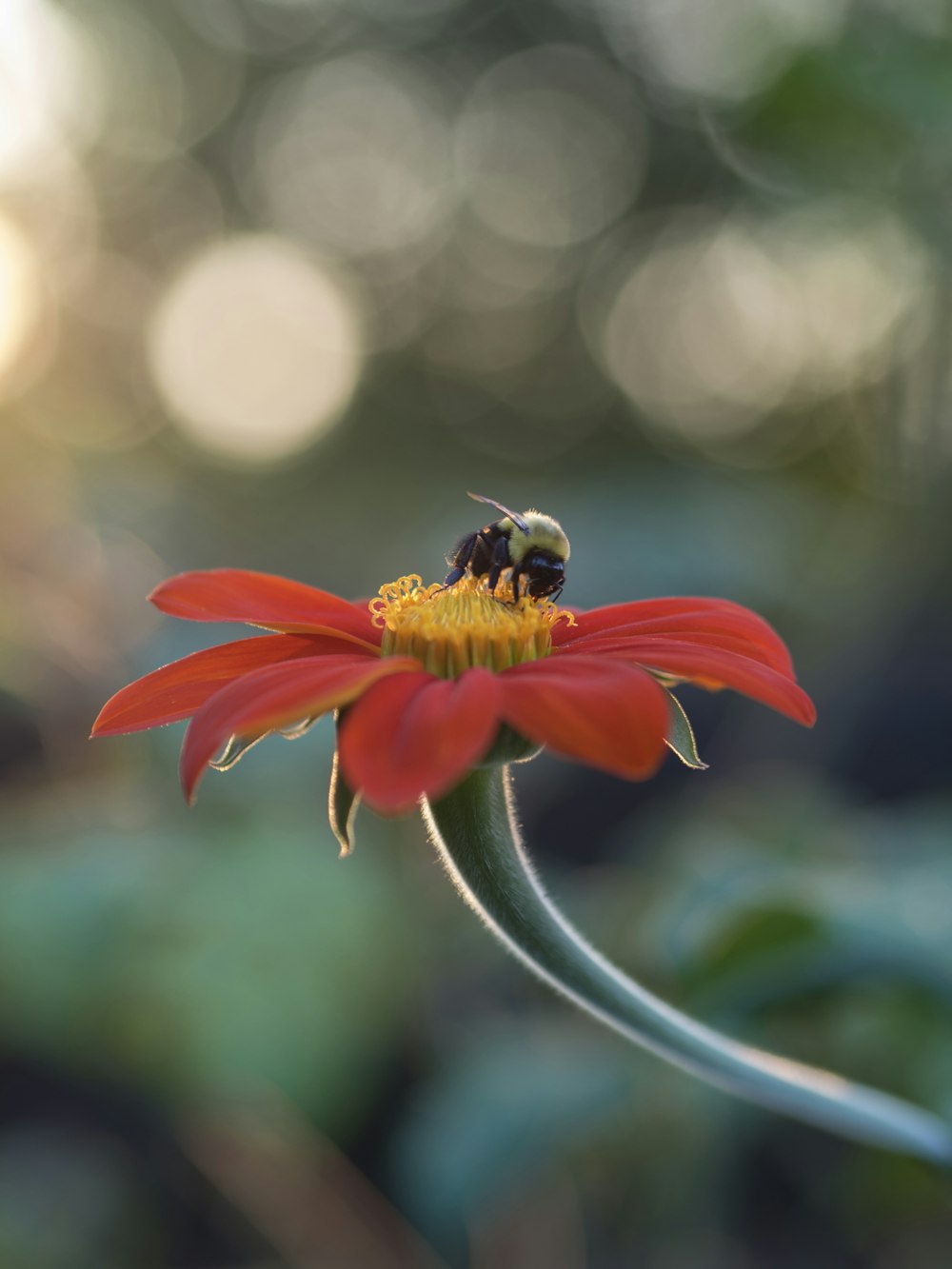 Fotografía de enfoque selectivo de abeja en la parte superior de la flor de pétalos rojos