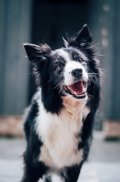 long-coated black and white dog symbol for film production company new york