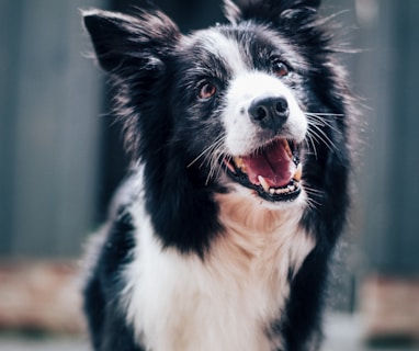 long-coated black and white dog during daytime