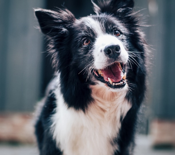 long-coated black and white dog during daytime