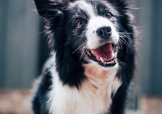 long-coated black and white dog during daytime