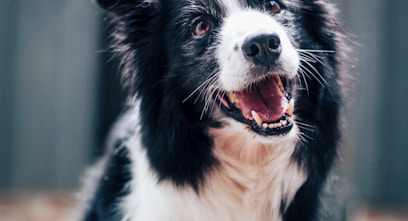 long-coated black and white dog during daytime