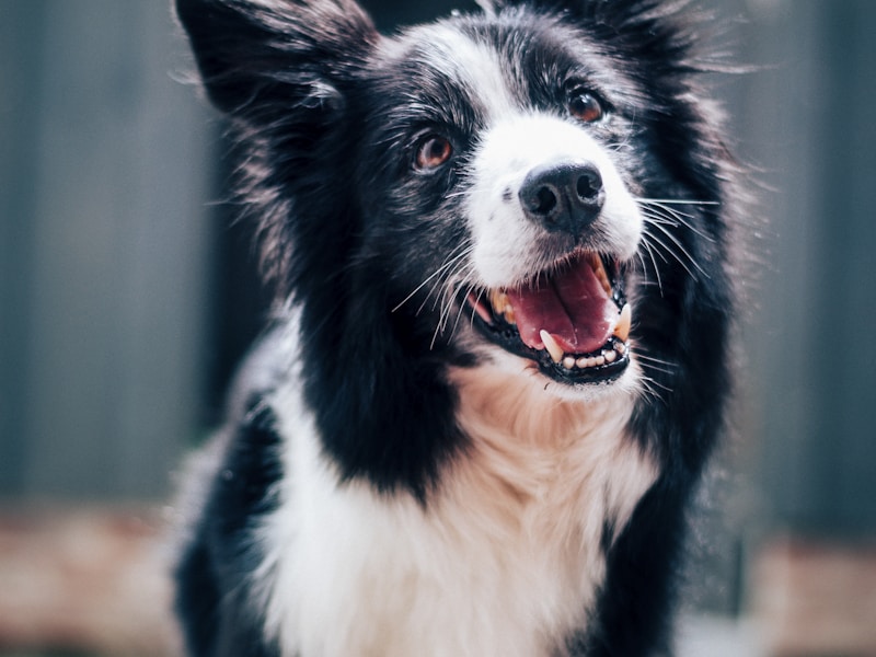 Border Collie