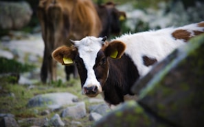 A close-up of a cow with white and brown markings and yellow ear tags. The cow is surrounded by rocks and another cow is visible in the background.