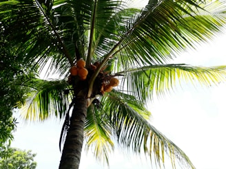 A vibrant collage showcasing different parts of a coconut tree with roots, trunk, leaves, and coconut fruits in red, orange, and yellow hues.