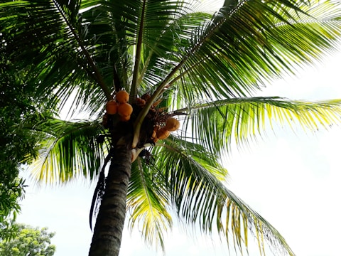 A vibrant collage showcasing different parts of a coconut tree with roots, trunk, leaves, and coconut fruits in red, orange, and yellow hues.