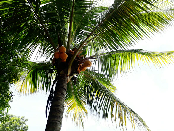 A vibrant coconut sugar plantation in Indonesia with farmers harvesting under a bright sky.