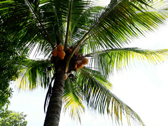 A vibrant coconut plantation with workers harvesting fresh coconuts under a bright blue sky.