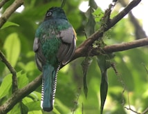 A vibrant bird with a rich green body and striking tail perched on a branch amidst lush green foliage. The bird's back features a mix of teal and gray feathers, and its tail has distinctive black and white stripes. The setting is a dense, leafy environment, likely a forest or jungle.