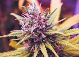 Lila Cannabispflanze in der Blüte