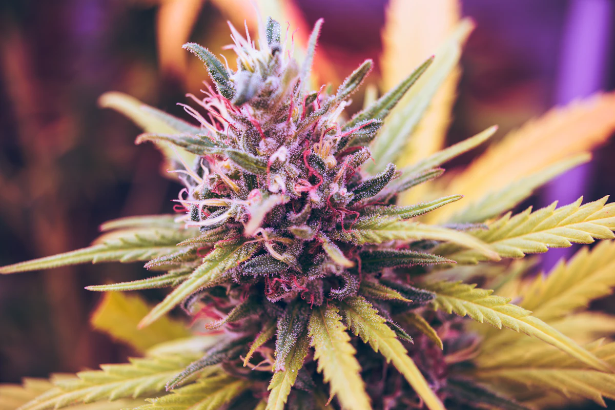 California cannabis cultivation