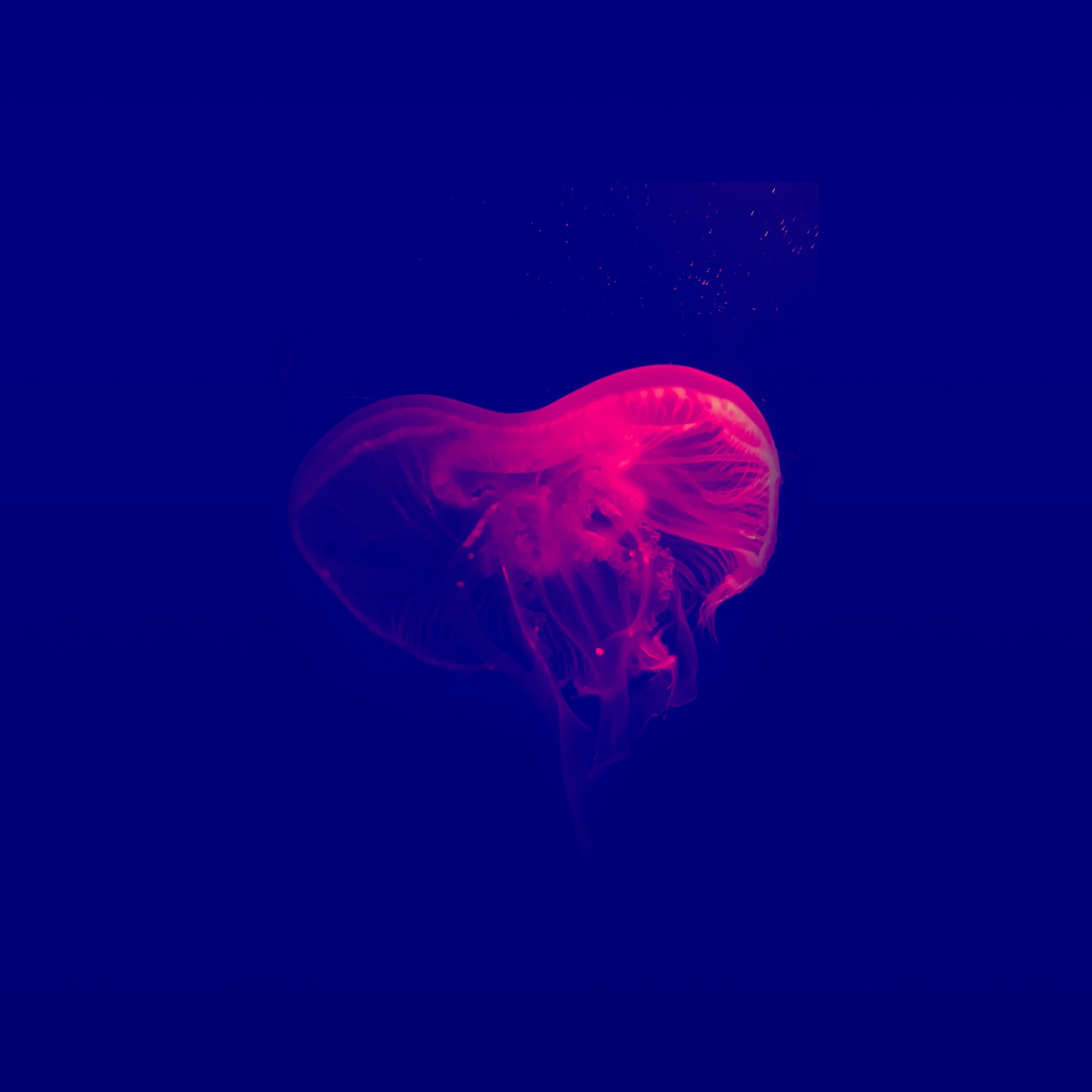 red jellyfish