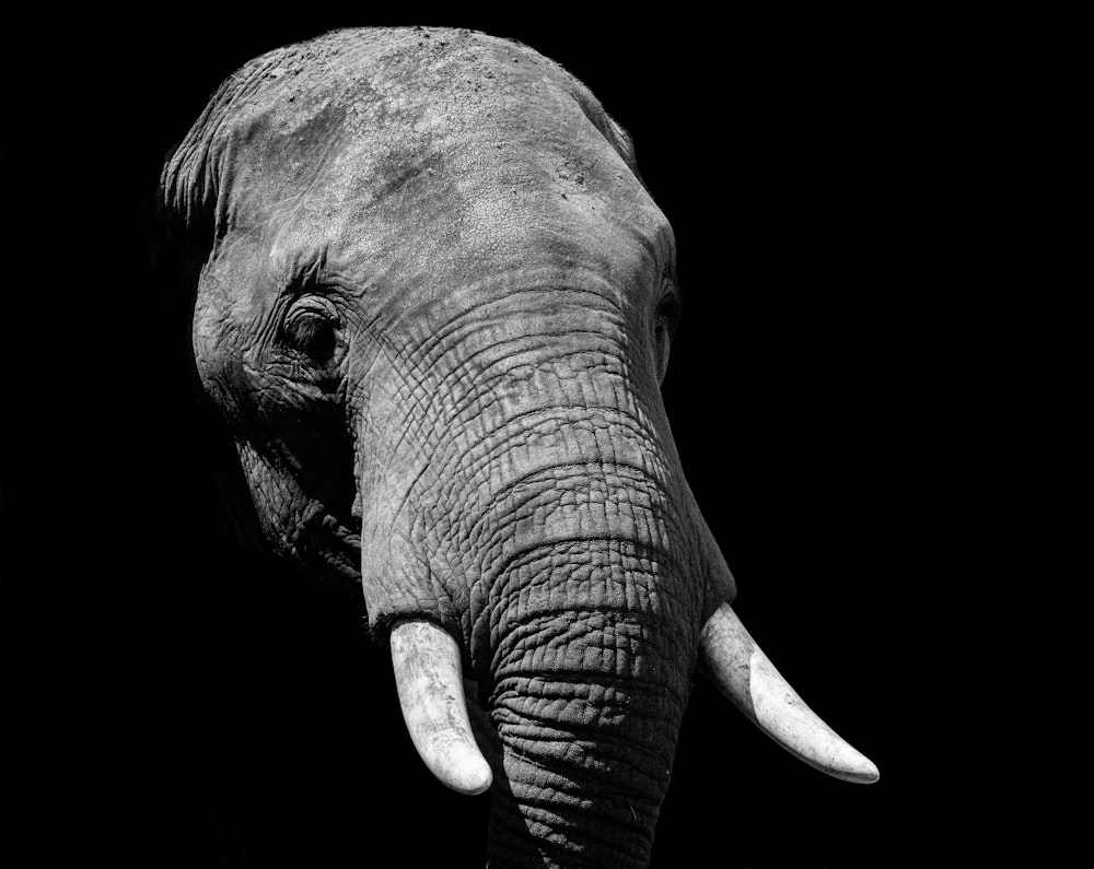 Elefant tagsüber
