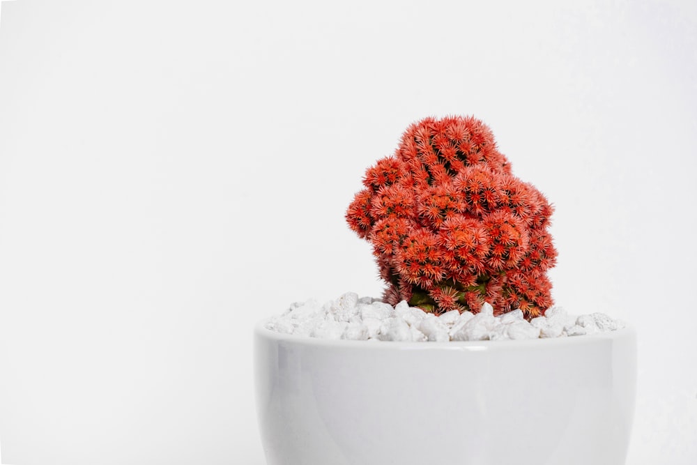 흰 꽃병에 빨간 선인장 식물