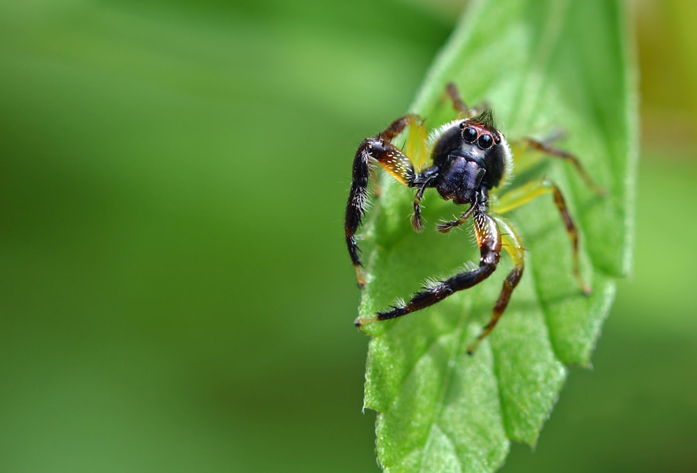 Closeup of spider crawling on a green leaf