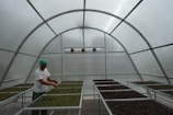 A person wearing a blue hair cap and white shirt stands inside a greenhouse, arranging leaves on large metal trays. The structure is made of translucent material, and several fans are mounted on the back wall, possibly for ventilation or temperature control.