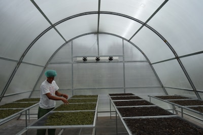 A person wearing a blue hair cap and white shirt stands inside a greenhouse, arranging leaves on large metal trays. The structure is made of translucent material, and several fans are mounted on the back wall, possibly for ventilation or temperature control.