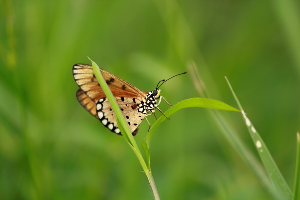 selective focus photo of butterfly on plant