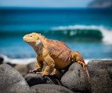 yellow iguana on rocks during daytime