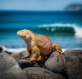 yellow iguana on rocks during daytime