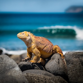 yellow iguana on rocks during daytime