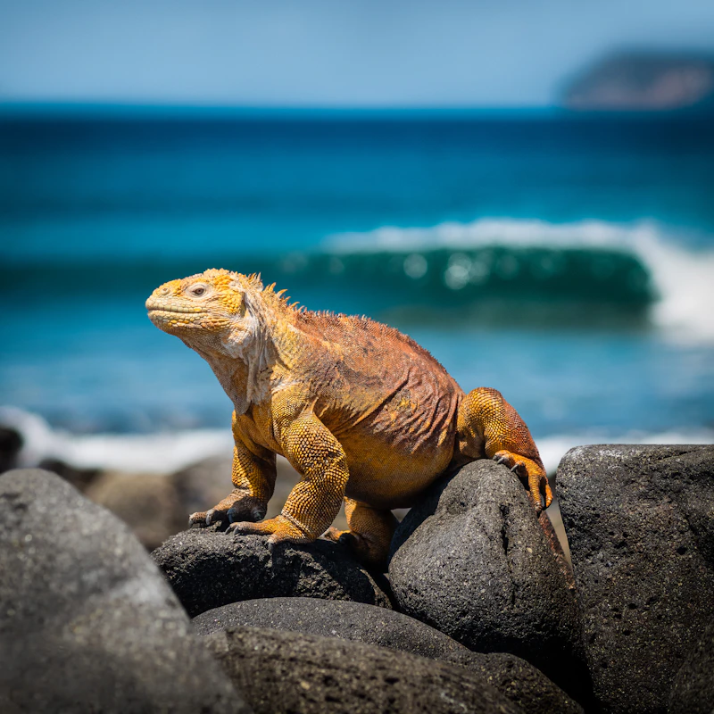 A yellow land iguana sunning on volcanic rocks in the Galápagos Islands