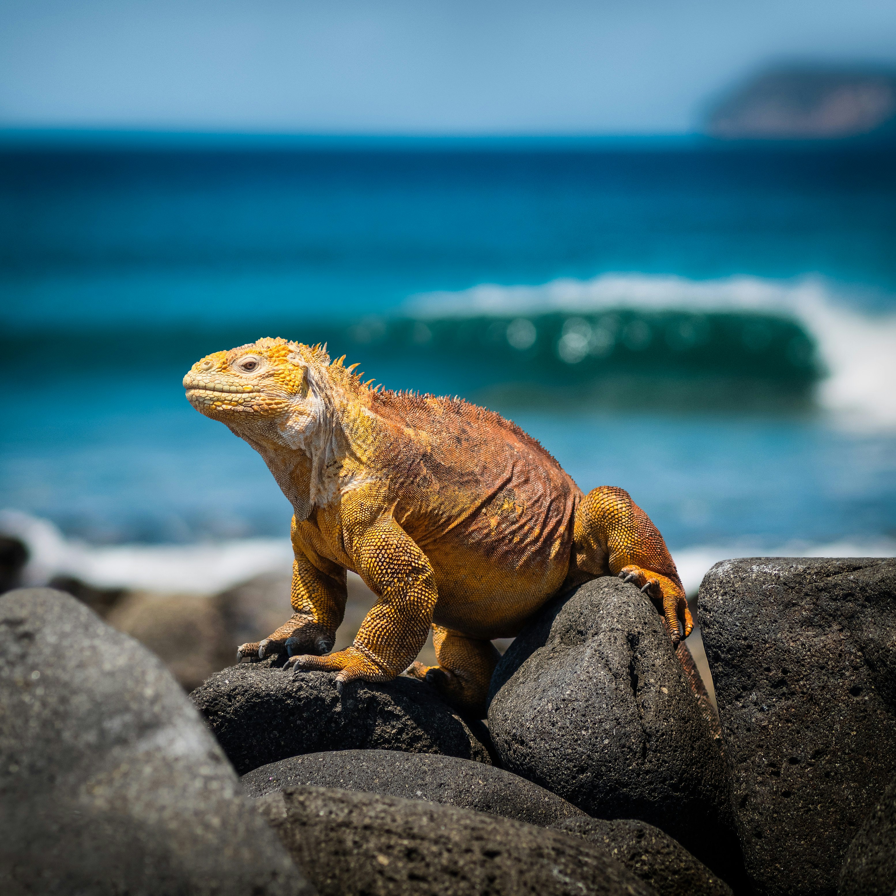 yellow iguana on rocks during daytime