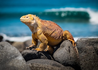 yellow iguana on rocks during daytime