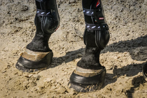 Close-up of a rodeo athlete's legs receiving targeted cold therapy to reduce inflammation.