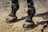 A close-up view of a horse's legs wearing protective black boots while standing on a sandy surface.