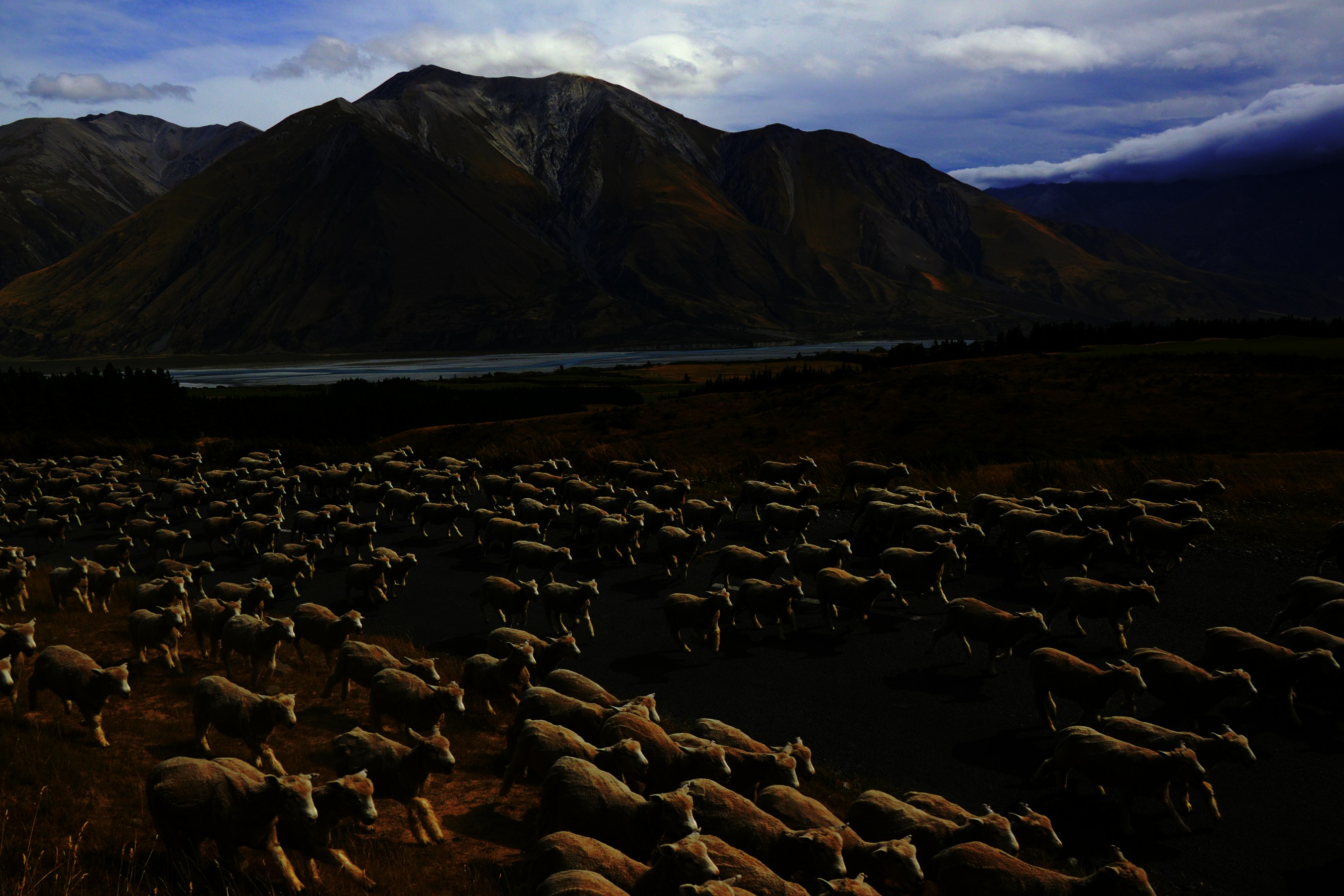 Барашки гуляют. Sheep country. Отара овец. Сельское хозяйство австралии овцеводство. Скотоводство в пустыне.