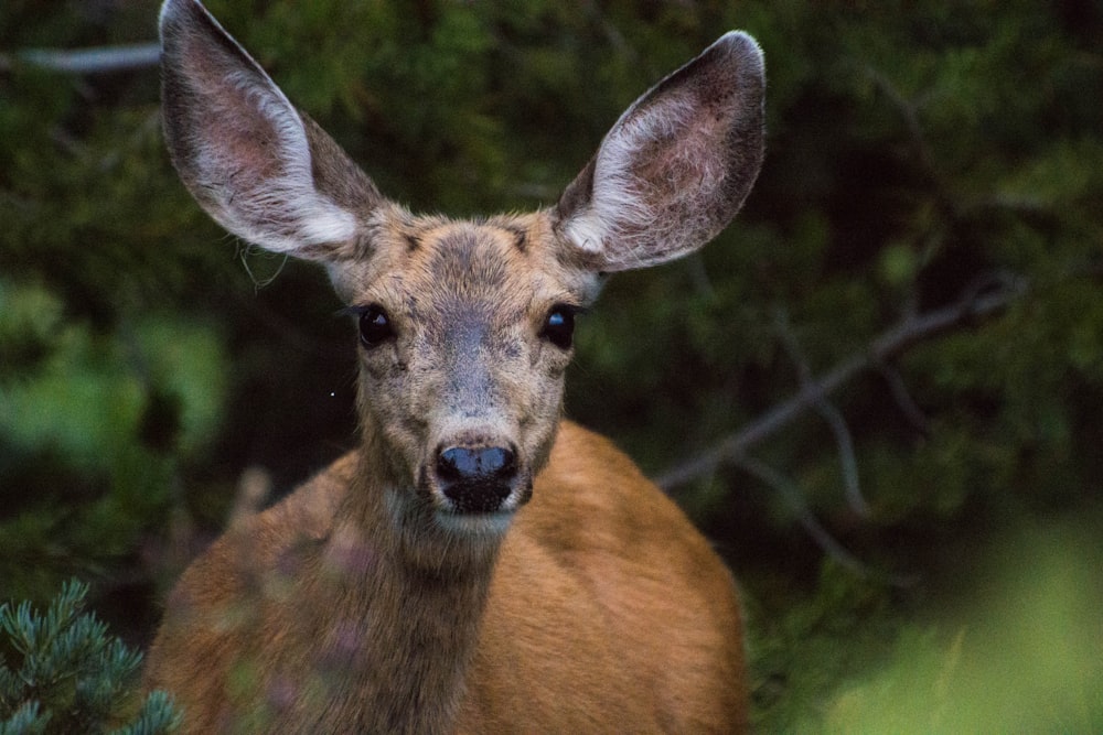 Fotografia com foco seletivo de cervos marrons na floresta