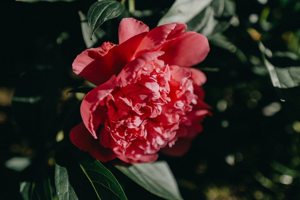 macro shot photography of red flower