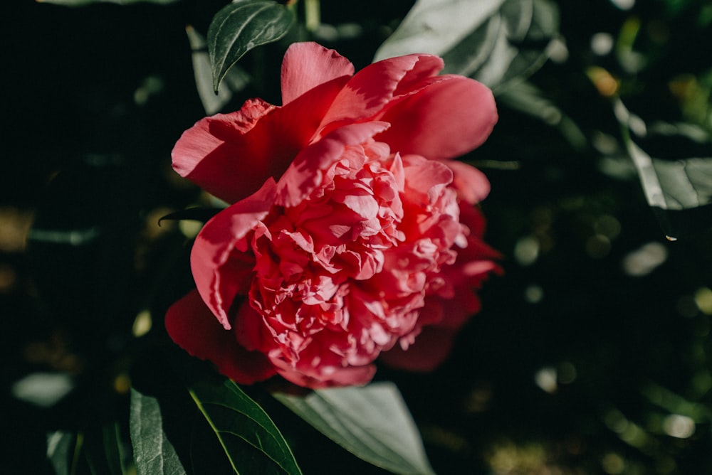 Photographie macro de fleur rouge