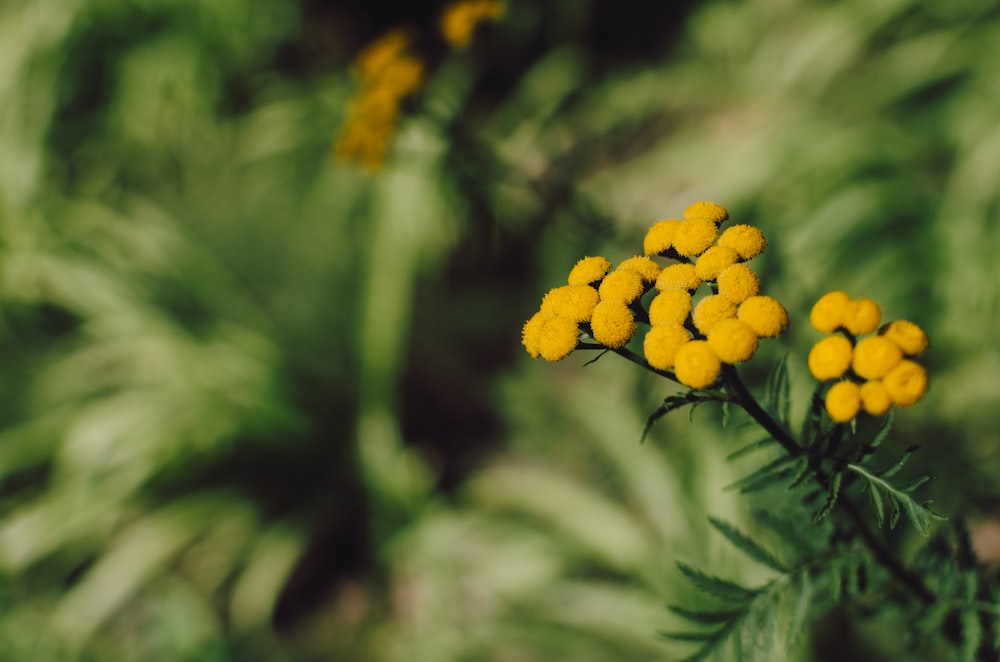 yellow petaled flowers