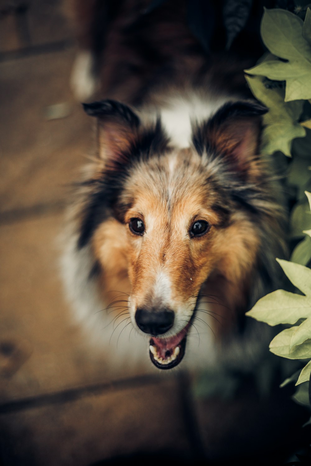 selective focus photography of short-coated dog near leaf