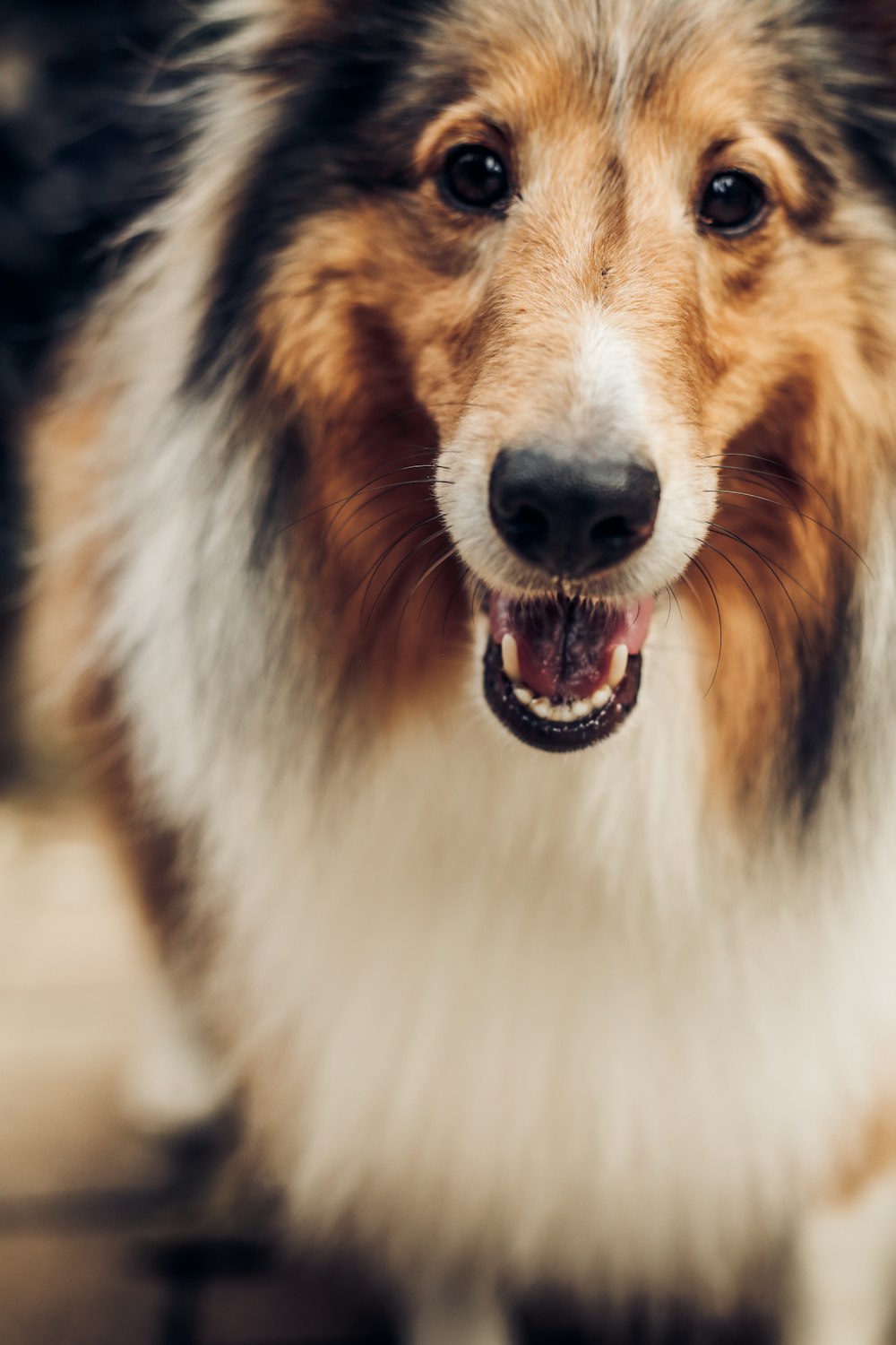 adult long-coat white-brown-and-black Shetland sheepdog