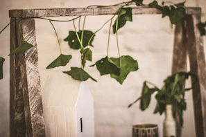 An earthy propagation piece featuring fresh green cuttings nestled in a minimalist wooden frame.
