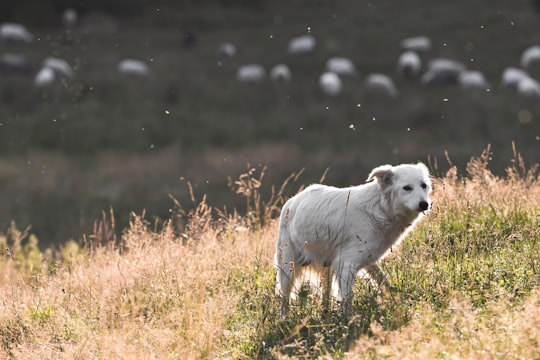 short-coated white dog standing on open field at daytime in Zawoja Poland