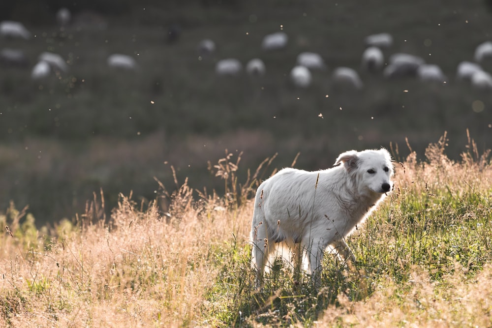 perro blanco de pelo corto parado en campo abierto durante el día
