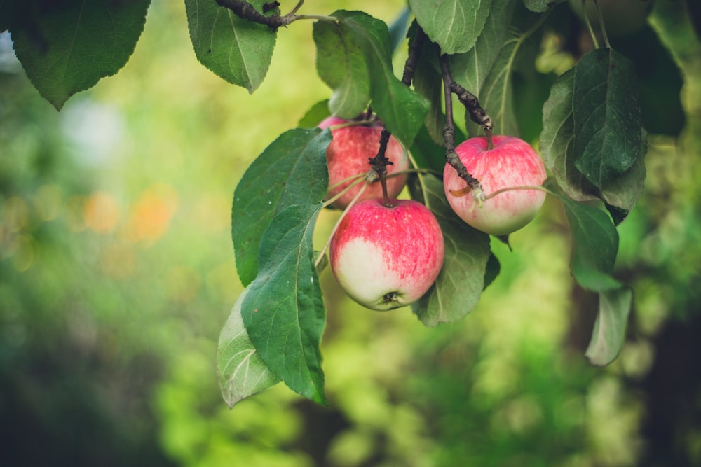 selective focus photo of red apple