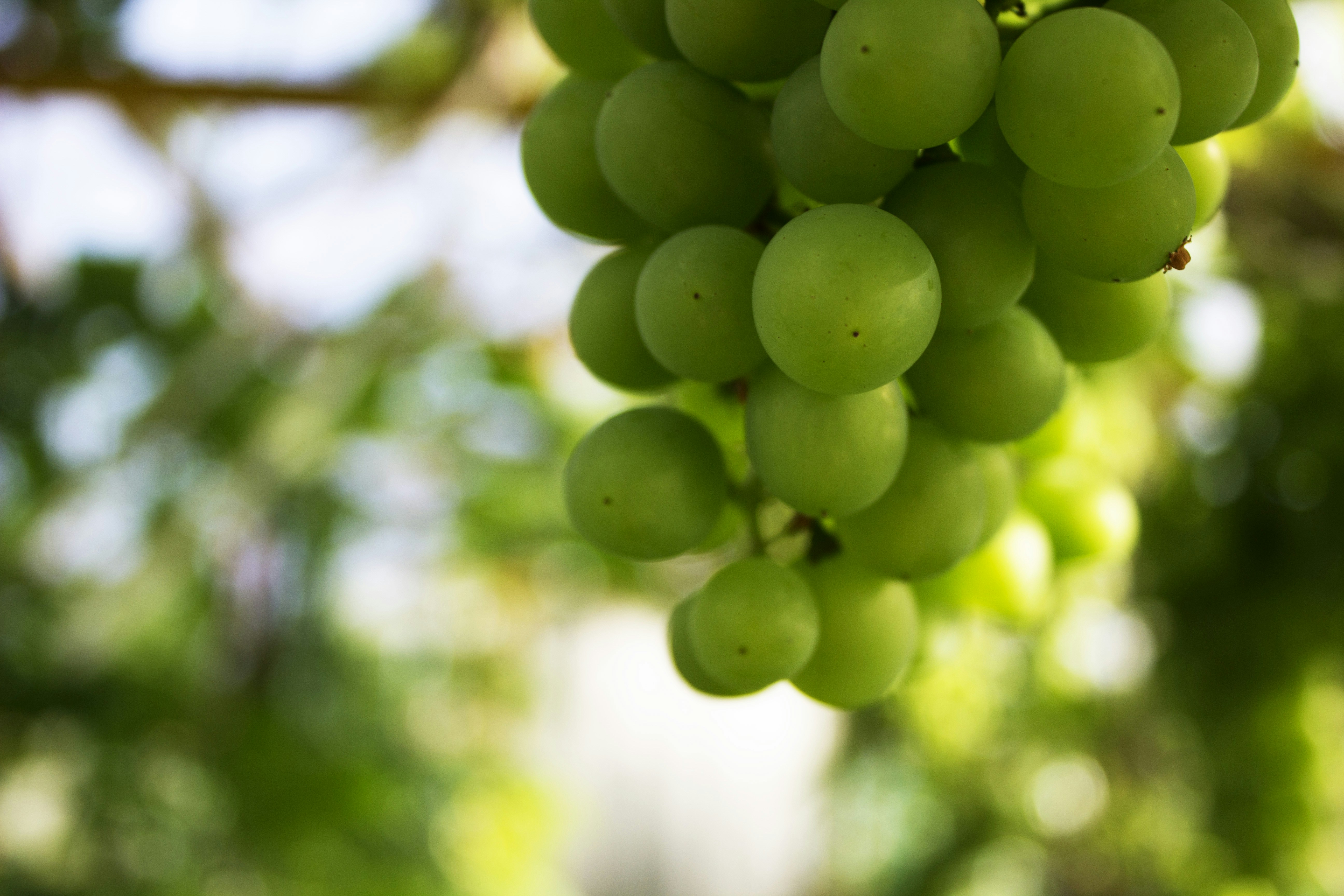 Pizzutello senza semi